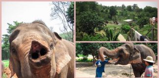 Discovering Thailand with Kids Discovering Thailand With Kids