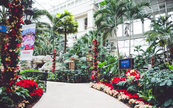 Celebrating The Holidays With Gaylord Palms Orlando