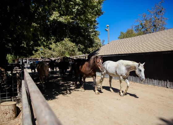 Rustic Elegance For Families: The Alisal Guest Ranch Resort