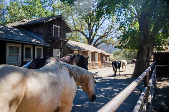 Rustic Elegance For Families: The Alisal Guest Ranch Resort