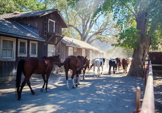 Rustic Elegance For Families: The Alisal Guest Ranch Resort