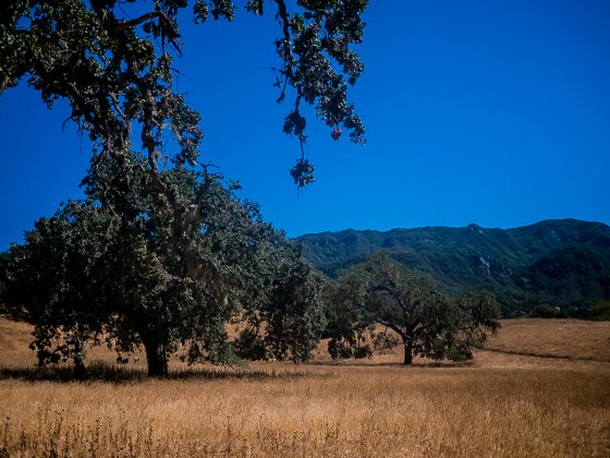 Rustic Elegance For Families: The Alisal Guest Ranch Resort