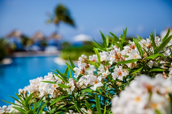 All Inclusive & Family Friendly- Hard Rock Hotel Riviera Maya All Inclusive & Family Friendly- Hard Rock Hotel Riviera Maya