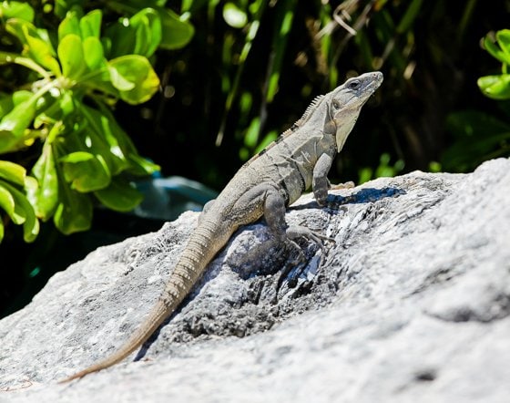 All Inclusive & Family Friendly- Hard Rock Hotel Riviera Maya All Inclusive & Family Friendly- Hard Rock Hotel Riviera Maya