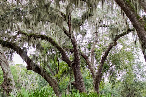 Winter Romance At The Beach: St. Simons Island, Ga Featuring The Kind And Prince Beach Golf Resort