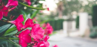 San Isidro Ranch: A Private Retreat in Santa Barbara San Isidro Ranch: A Private Retreat In Santa Barbara