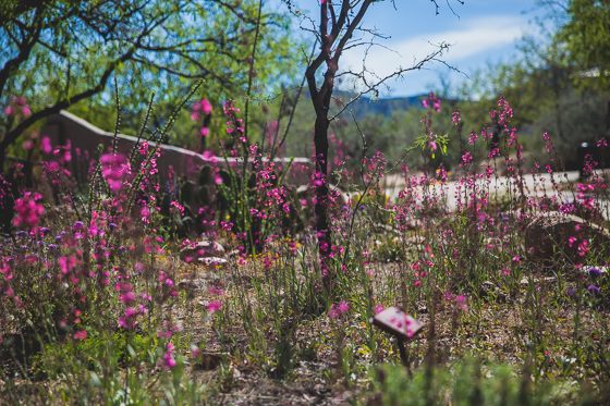 5 Days In Southwestern Arizona 5 Days In Southwestern Arizona