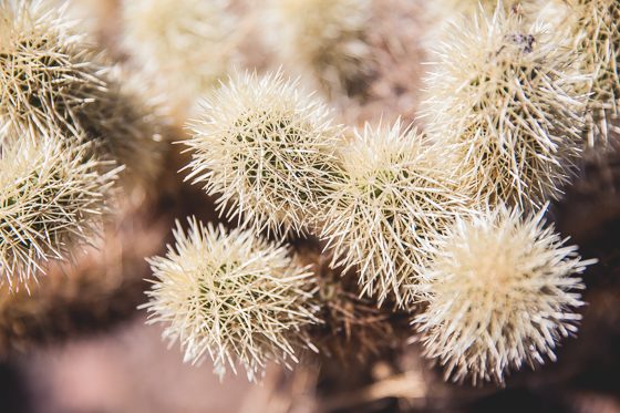 5 Days In Southwestern Arizona 5 Days In Southwestern Arizona
