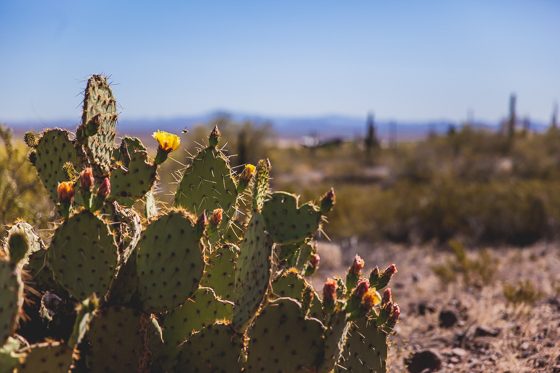 5 Days In Southwestern Arizona 5 Days In Southwestern Arizona