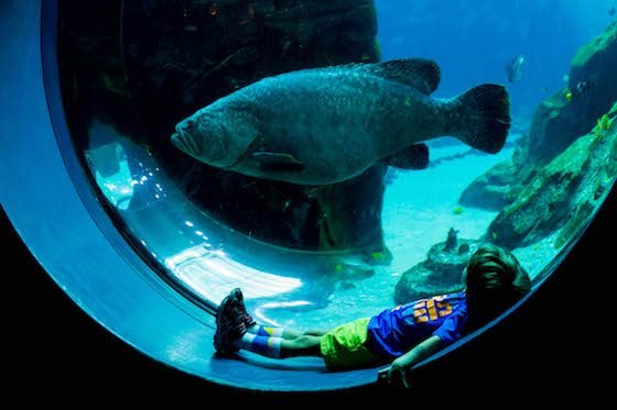 Atlanta – A Southern Family Destination