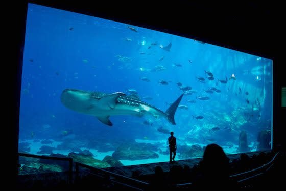 Atlanta – A Southern Family Destination