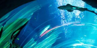 ATLANTA – A SOUTHERN FAMILY DESTINATION Atlanta – A Southern Family Destination