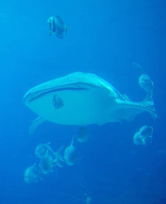 Atlanta – A Southern Family Destination