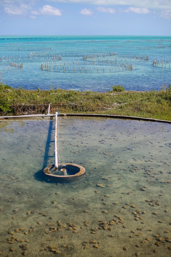 How To Spend 5 Fulfilling Days In Providenciales, Turks & Caicos