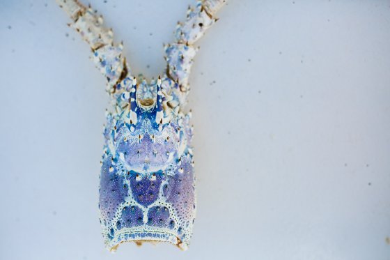 How To Spend 5 Fulfilling Days In Providenciales, Turks & Caicos