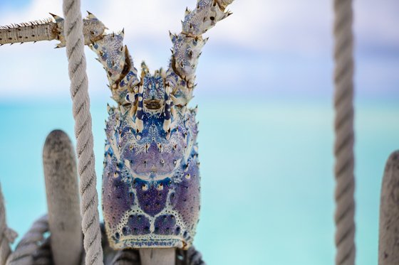 How To Spend 5 Fulfilling Days In Providenciales, Turks & Caicos