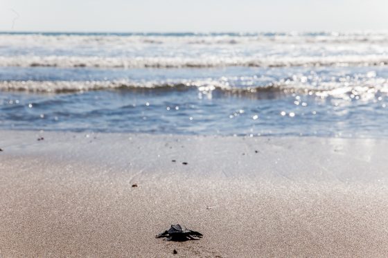 Magical Images Of Mazatlan