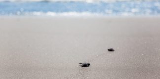 Experiencing the Best in Mazatlan, Mexico Experiencing The Best In Mazatlan, Mexico