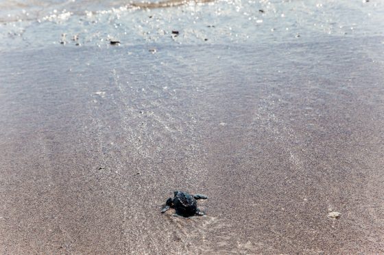 Experiencing The Best In Mazatlan, Mexico