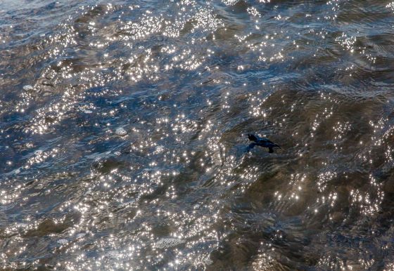 Experiencing The Best In Mazatlan, Mexico