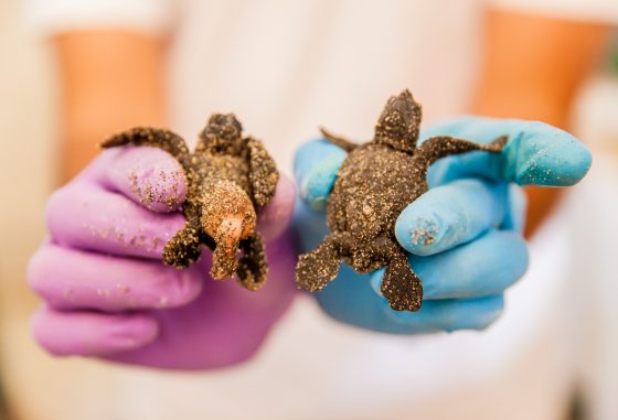 Experiencing The Best In Mazatlan, Mexico