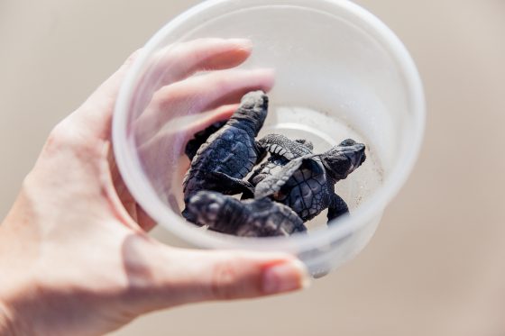 Experiencing The Best In Mazatlan, Mexico