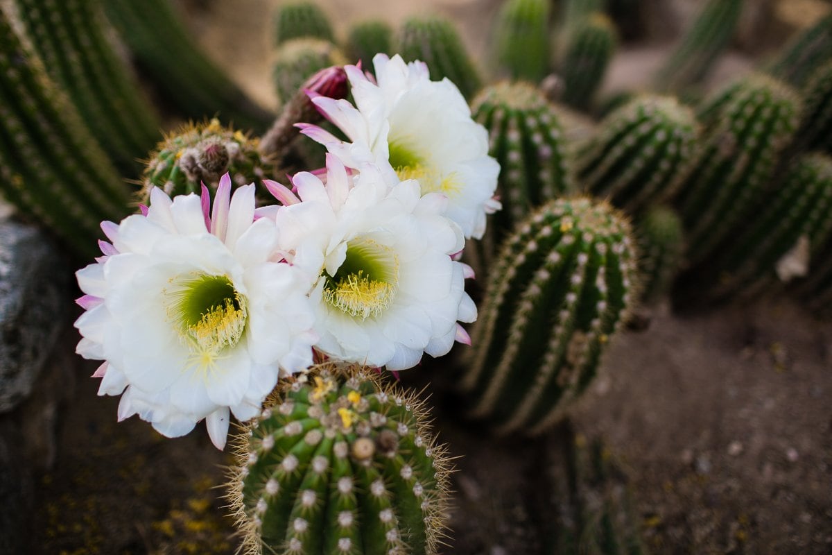 Spring Breakin’ Tucson Style At Tanque Verde Ranch Spring Breakin’ Tucson Style At Tanque Verde Ranch