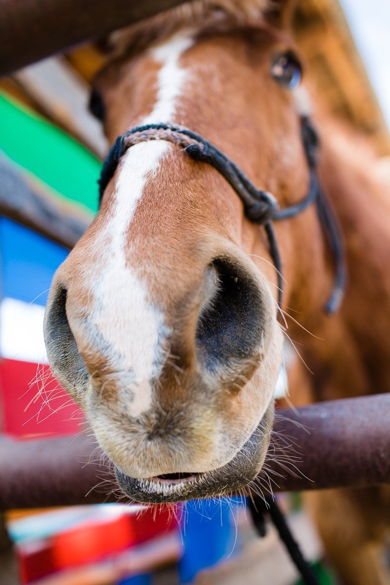 The Daily Mom Travel Diary: Our 3 Days At The Best Dude Ranch In Arizona The Daily Mom Travel Diary: Our 3 Days At The Best Dude Ranch In Arizona