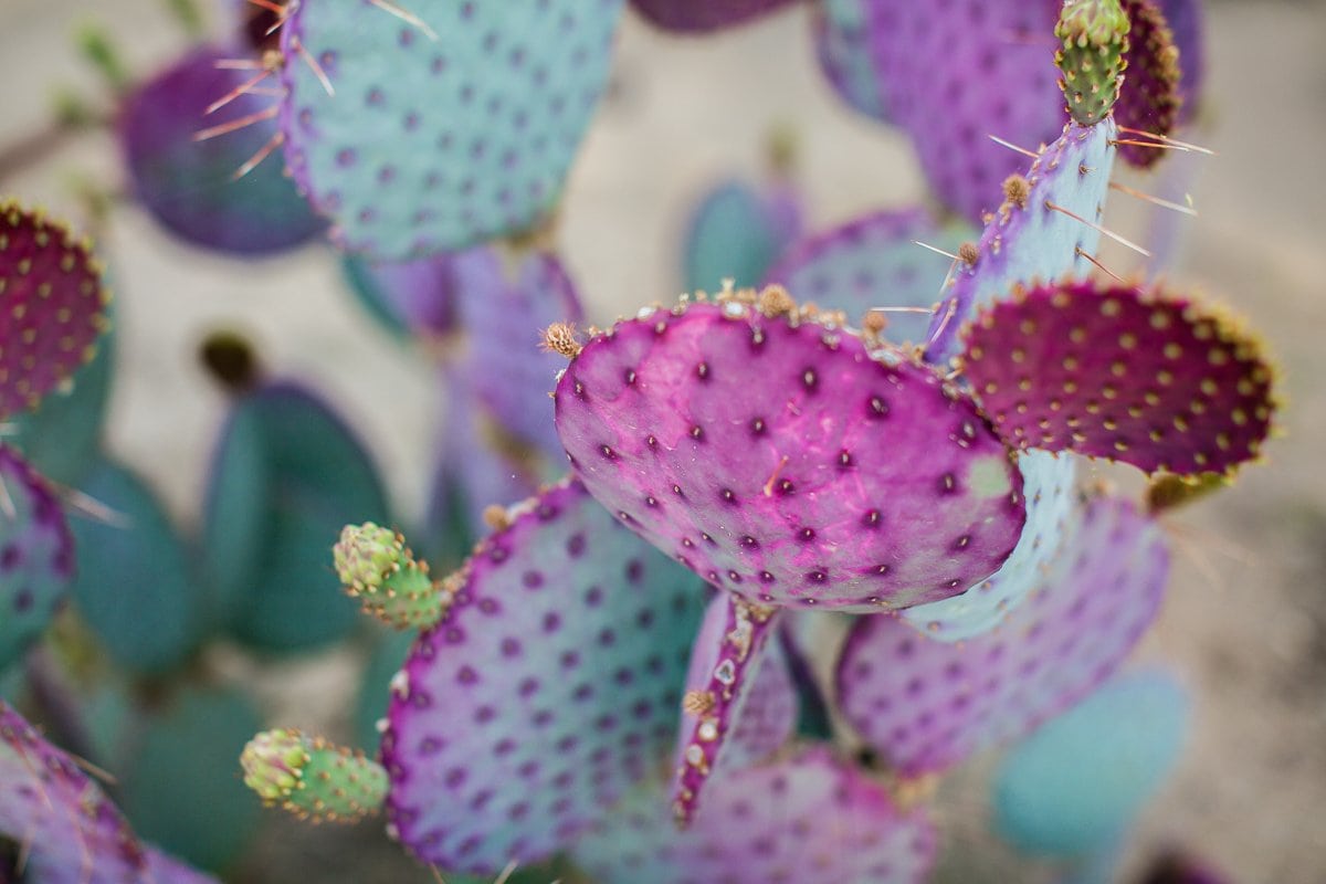 Spring Breakin’ Tucson Style At Tanque Verde Ranch Spring Breakin’ Tucson Style At Tanque Verde Ranch