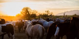 The Daily Mom Travel Diary: Our 3 Days at the Best Dude Ranch in Arizona The Daily Mom Travel Diary: Our 3 Days At The Best Dude Ranch In Arizona