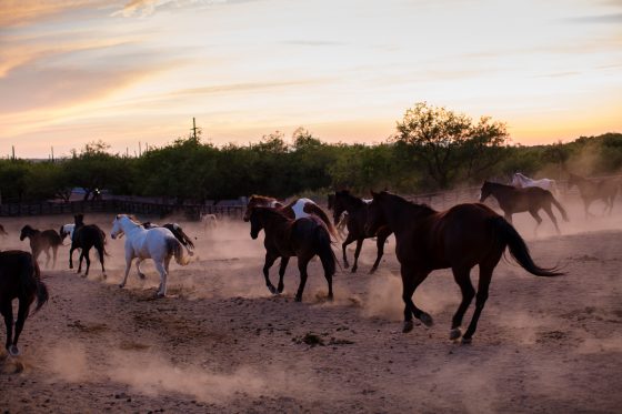 The Daily Mom Travel Diary: Our 3 Days At The Best Dude Ranch In Arizona The Daily Mom Travel Diary: Our 3 Days At The Best Dude Ranch In Arizona
