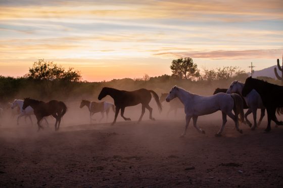 The Daily Mom Travel Diary: Our 3 Days At The Best Dude Ranch In Arizona The Daily Mom Travel Diary: Our 3 Days At The Best Dude Ranch In Arizona