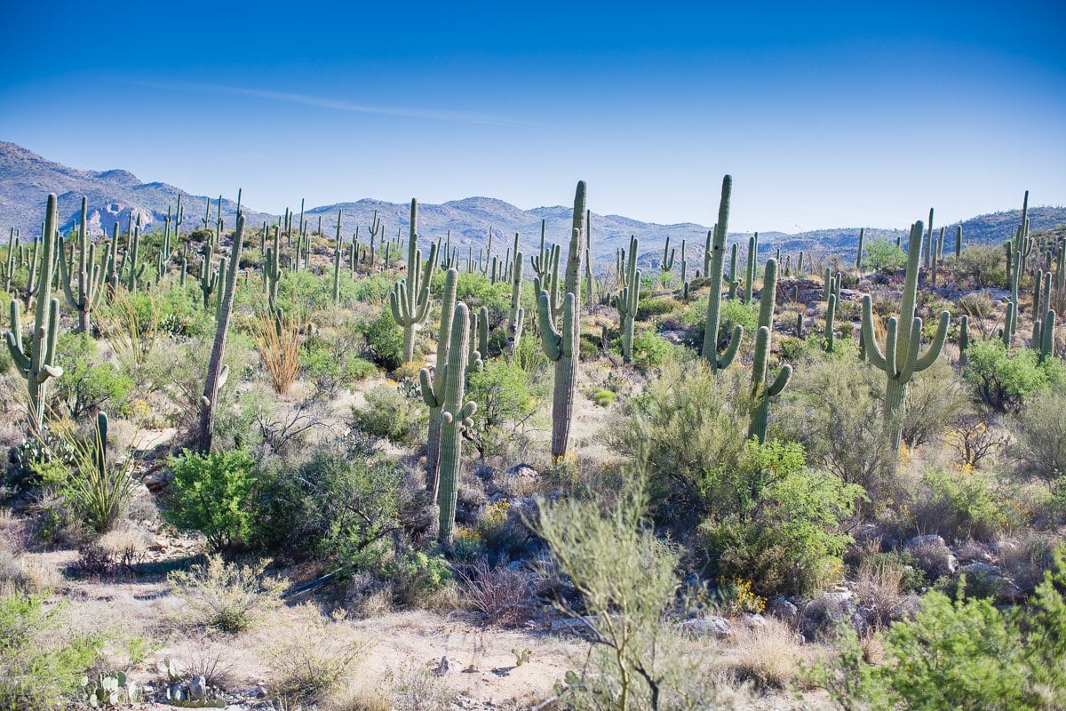 Spring Breakin’ Tucson Style At Tanque Verde Ranch Spring Breakin’ Tucson Style At Tanque Verde Ranch