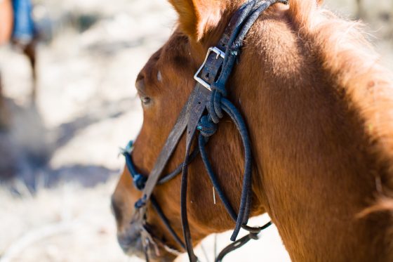 The Daily Mom Travel Diary: Our 3 Days At The Best Dude Ranch In Arizona The Daily Mom Travel Diary: Our 3 Days At The Best Dude Ranch In Arizona