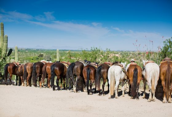The Daily Mom Travel Diary: Our 3 Days At The Best Dude Ranch In Arizona The Daily Mom Travel Diary: Our 3 Days At The Best Dude Ranch In Arizona