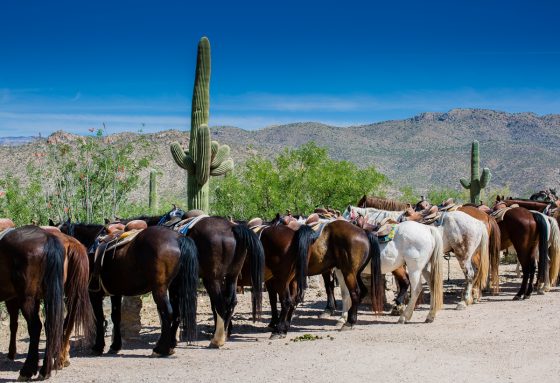 Spring Breakin’ Tucson Style At Tanque Verde Ranch Spring Breakin’ Tucson Style At Tanque Verde Ranch