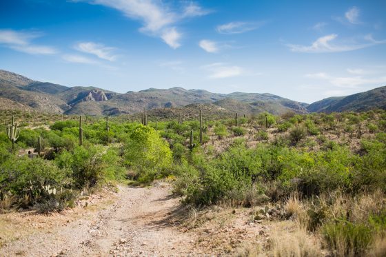 Kid Friendly Places To Stay & Dine While Road-tripping Through Arizona