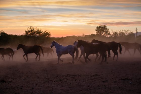 Kid Friendly Places To Stay & Dine While Road-tripping Through Arizona