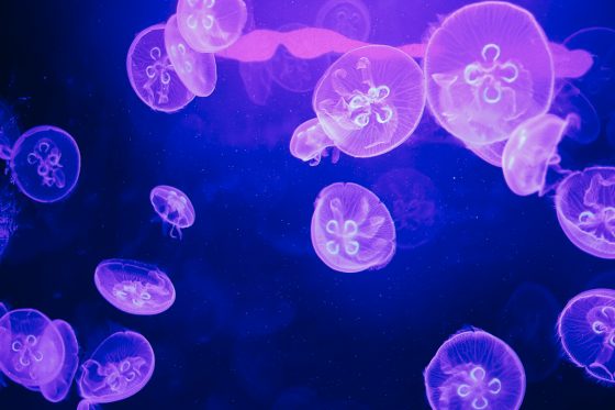 10 Attractions For Families At The Mall Of America