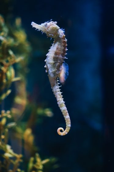 10 Attractions For Families At The Mall Of America