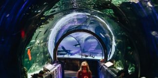 10 Attractions for Families at the Mall of America 10 Attractions For Families At The Mall Of America