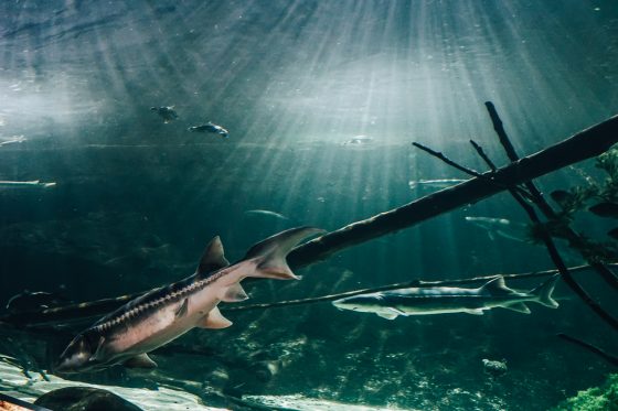 10 Attractions For Families At The Mall Of America