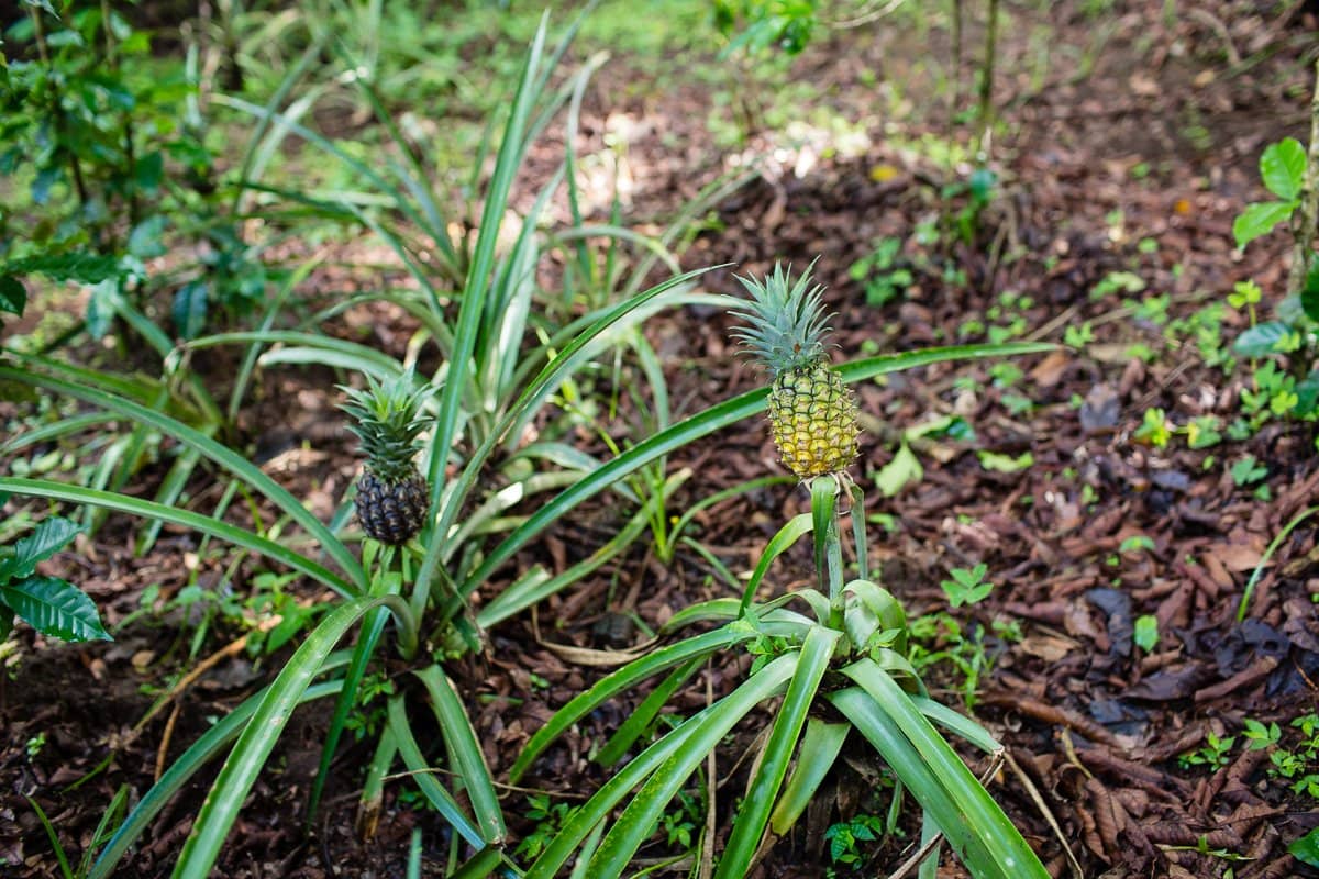 Top 3 Places To Stay While Traveling Through Costa Rica