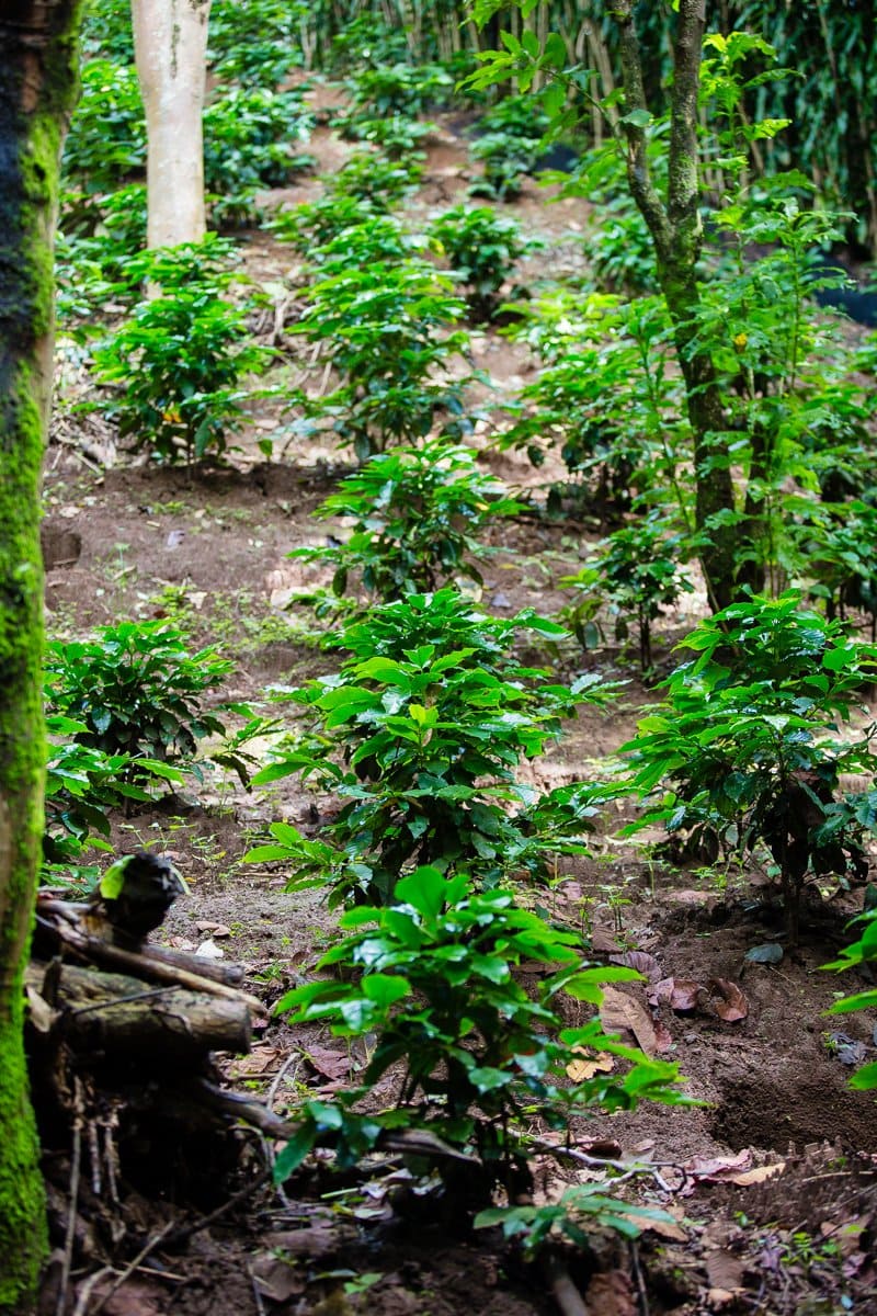 Top 3 Places To Stay While Traveling Through Costa Rica