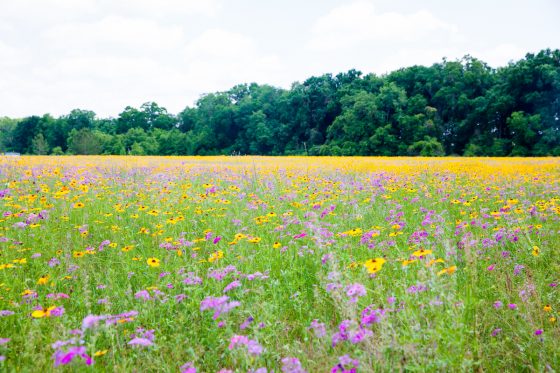 7 Hidden Gems Of Florida