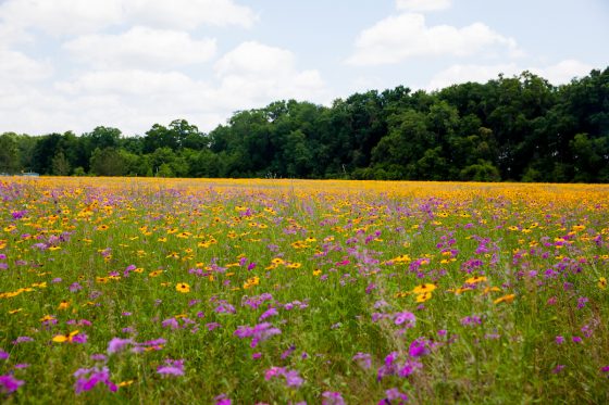 7 Hidden Gems Of Florida
