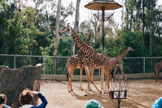 Child Centric Vacation Ideas In Southern California