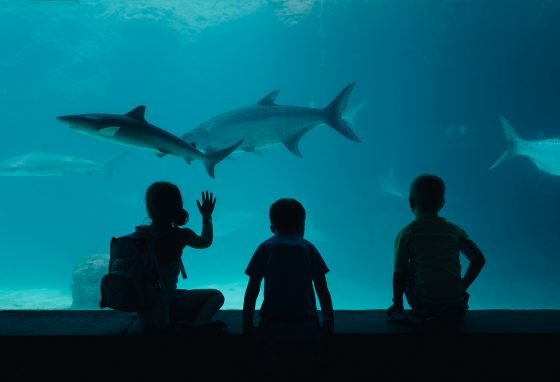 Quick Guide To Family Friendly Nassau, Bahamas Quick Guide To Family Friendly Nassau, Bahamas