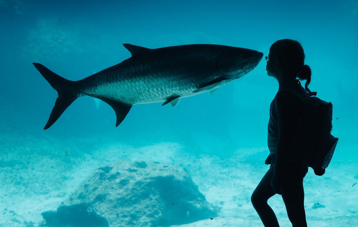 Quick Guide To Family Friendly Nassau, Bahamas Quick Guide To Family Friendly Nassau, Bahamas