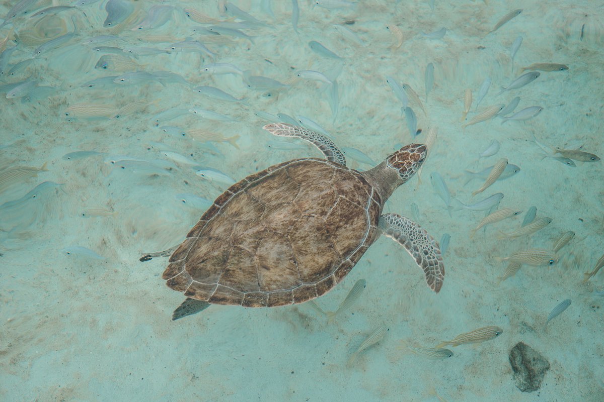 Quick Guide To Family Friendly Nassau, Bahamas Quick Guide To Family Friendly Nassau, Bahamas